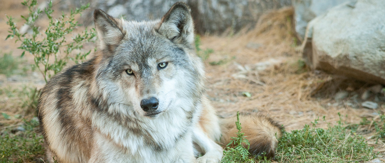 Scientists Divided over Delisting Wolves in the Midwest