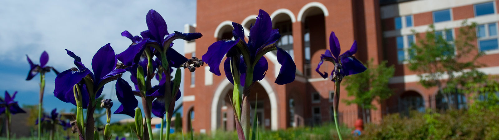 Tulips outside of Ponzio Campus Center