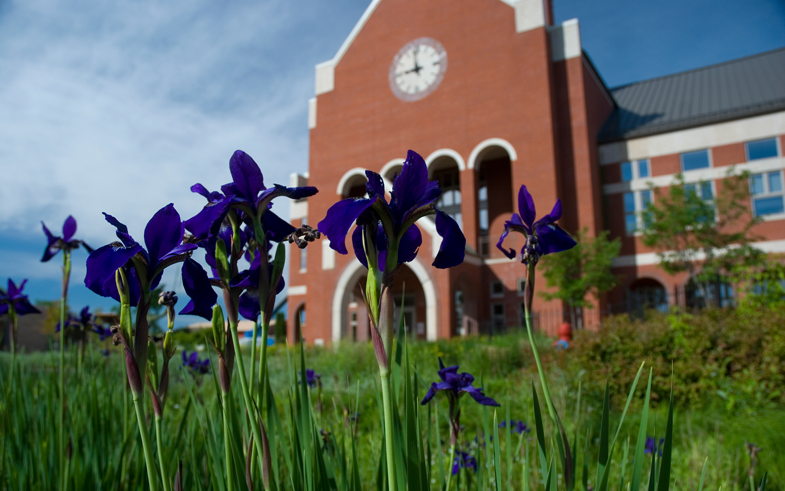 Tulips outside of Ponzio Campus Center
