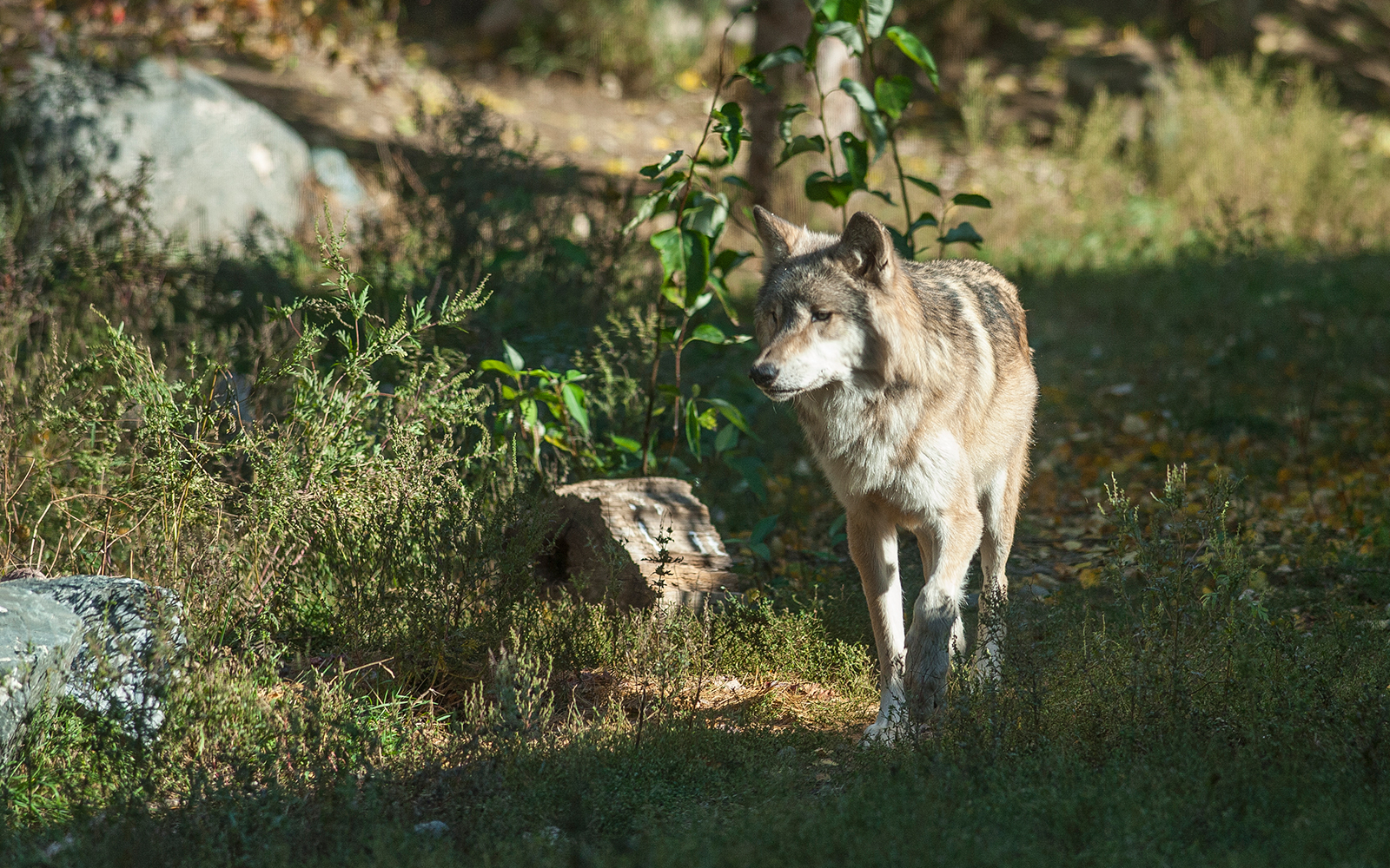 Midwest Wolf Stewards Conference Northland College