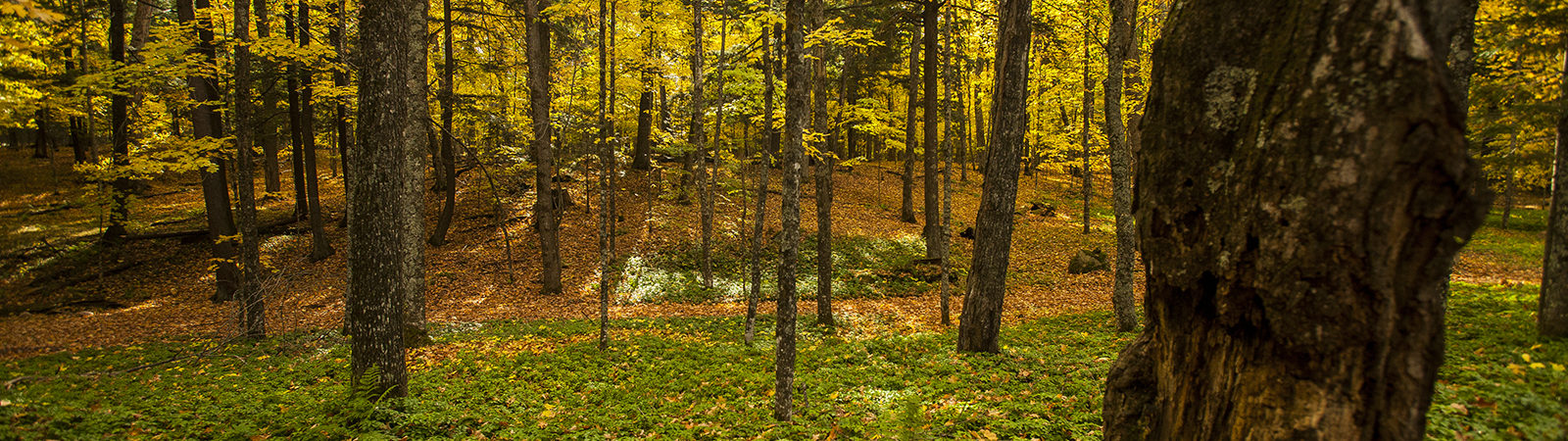 Forest Lodge Woods