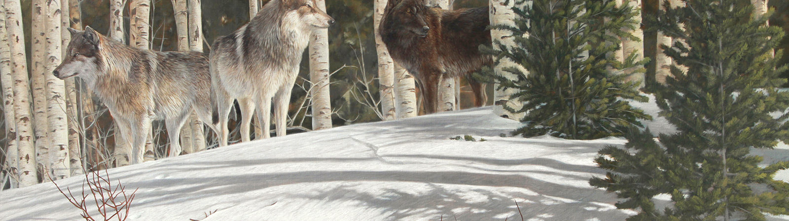 Wolf Awareness Week poster