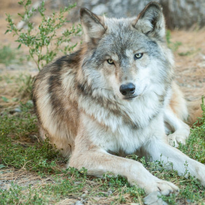 wolf laying down