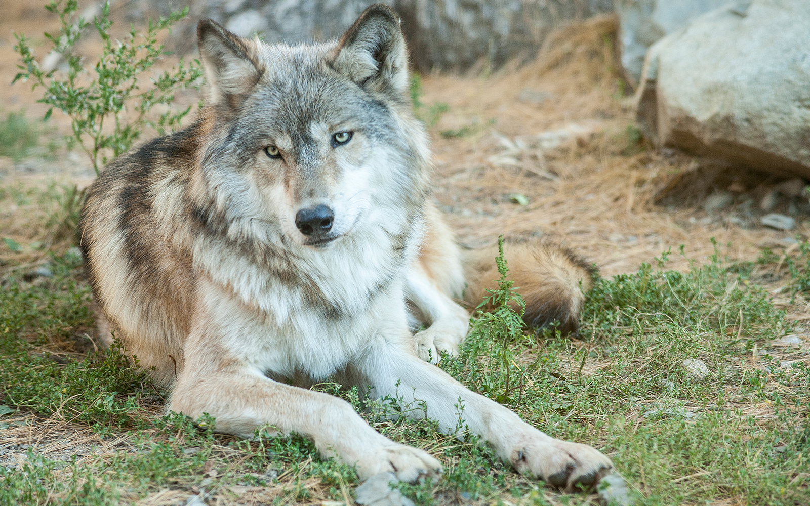 learn about wolves northland college