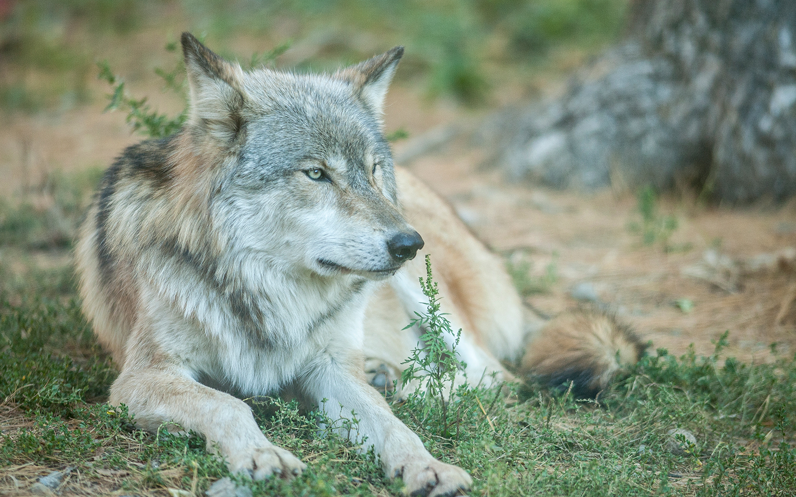 Wolf laying down
