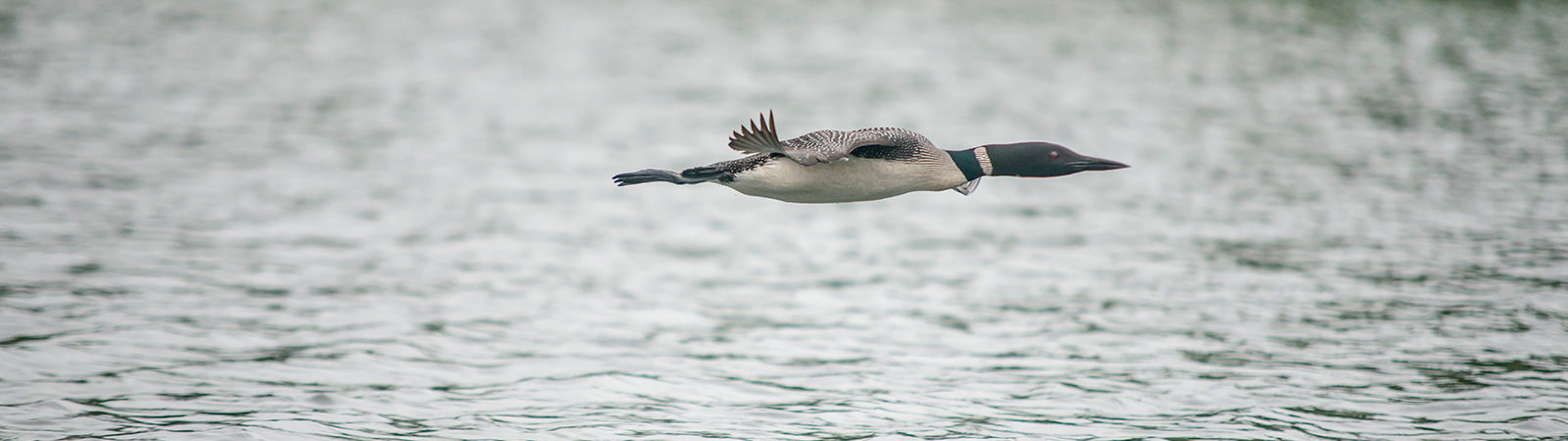 Loon flying over a lake