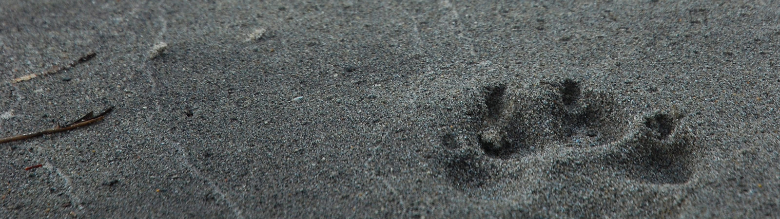 wolf track in the sand