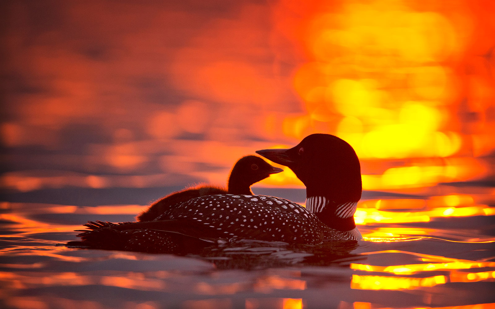 Wisconsin Loon Population On The Rise Northland College