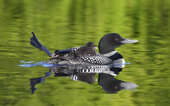 2017 Loon poster Photo by Lorna Rohloff