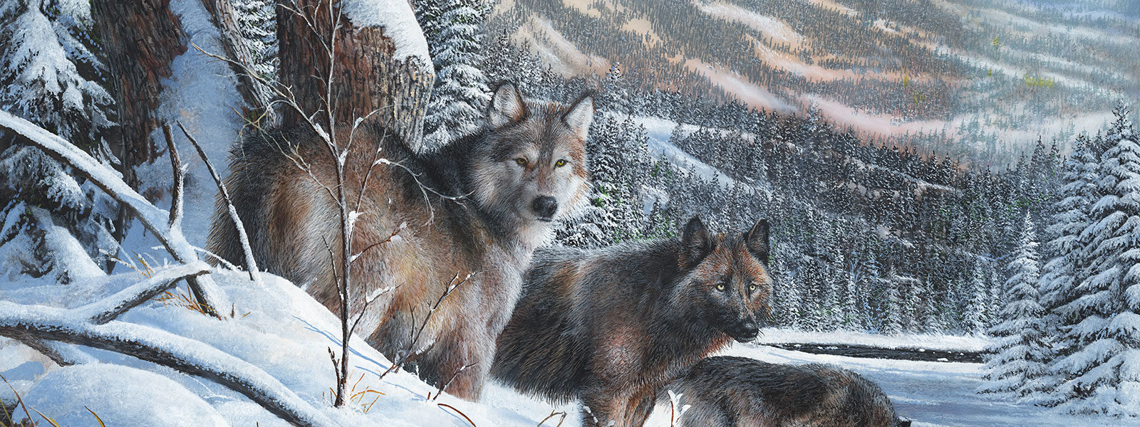 Wolf Conservation In America S National Parks