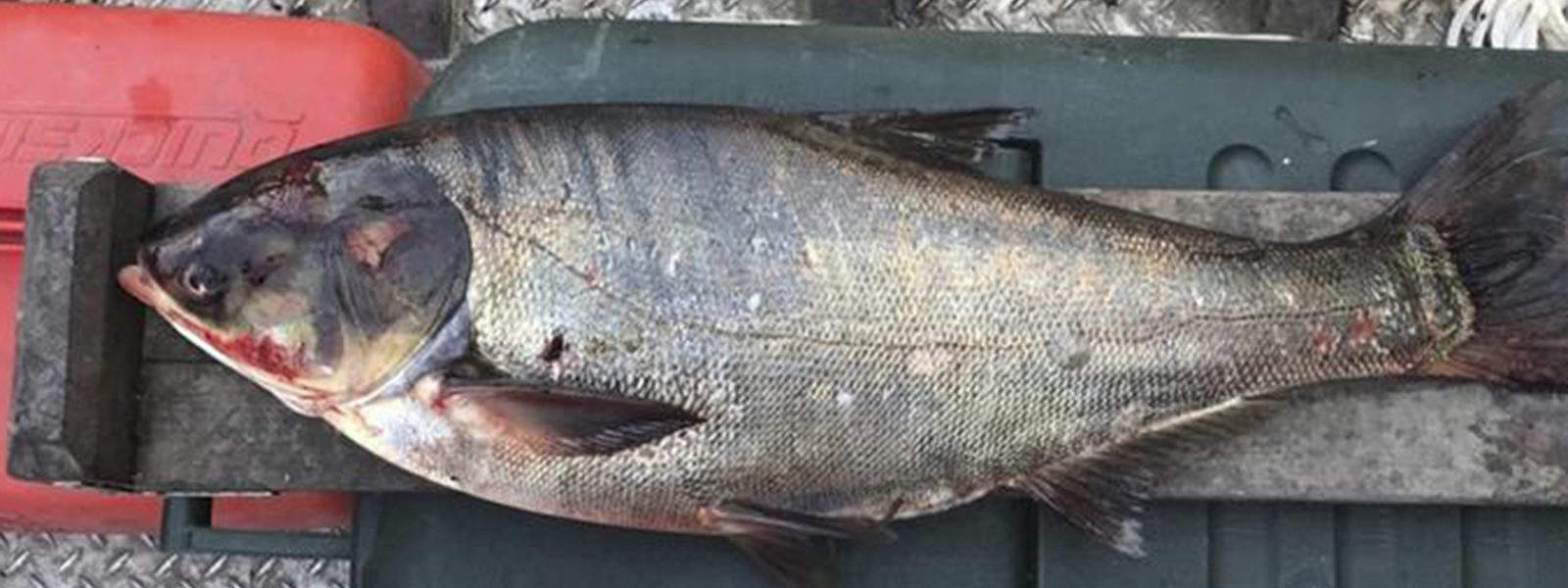 asian-carp-found-in-illinois-lezdom-anal-slaves