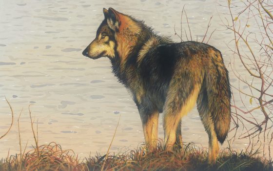Loisch The-Golden-Hour Wolf Poster Winner