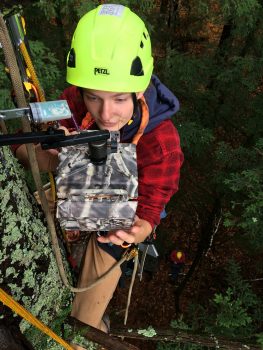 Northland College student in climbing gear high in tree collecting data for research project