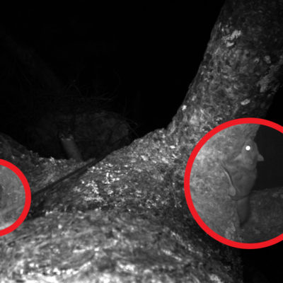 camera capture of tree frog and flying squirrel