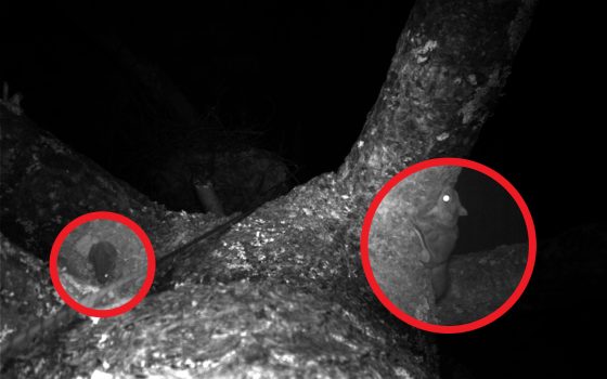 camera capture of tree frog and flying squirrel