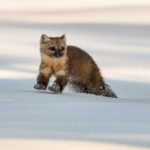 marten