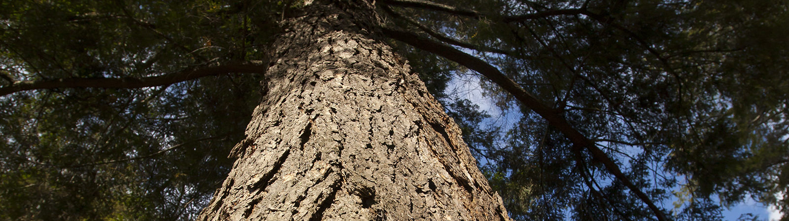 Old growth tree at Forest Lodge