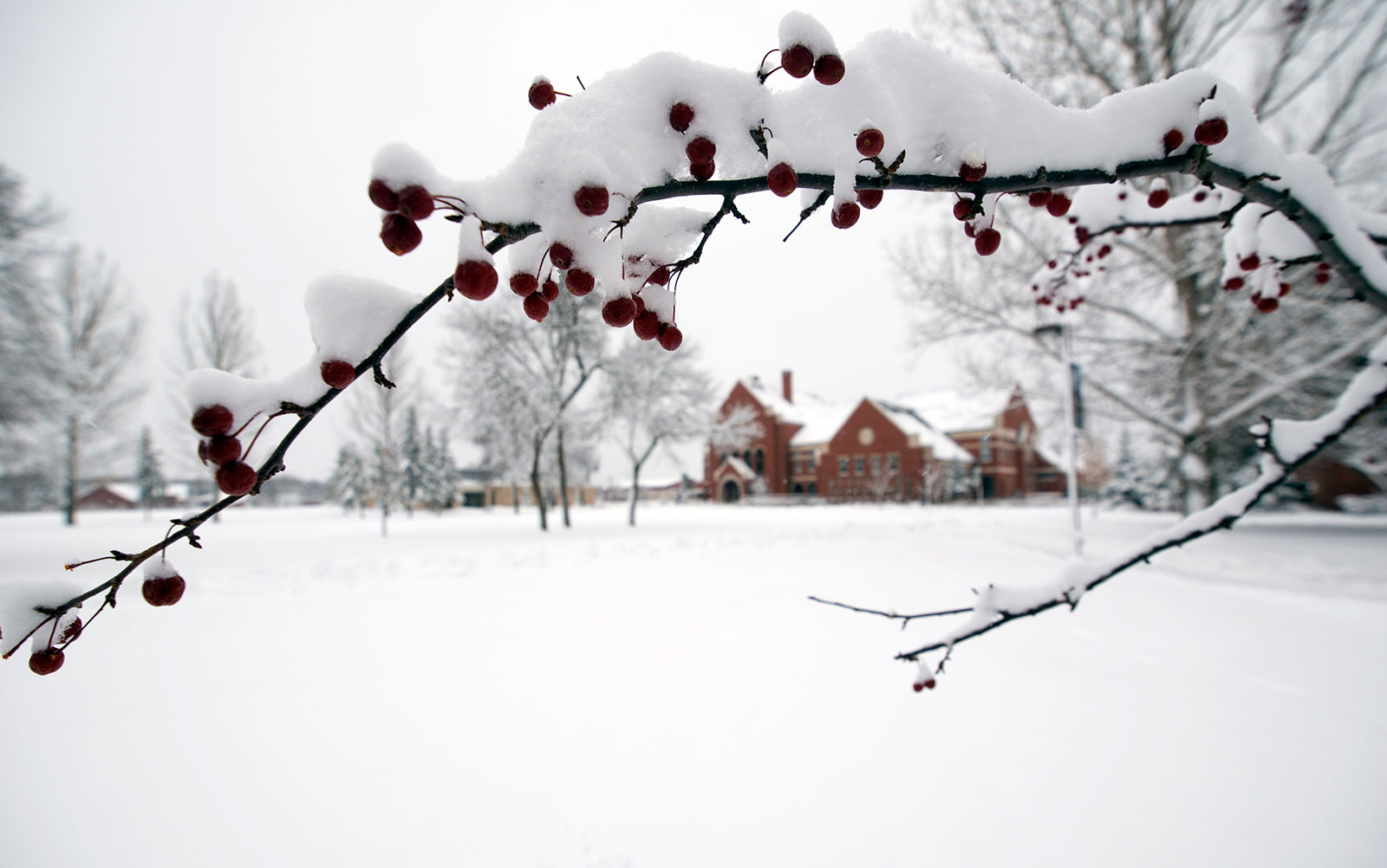 winter berries in ponzio