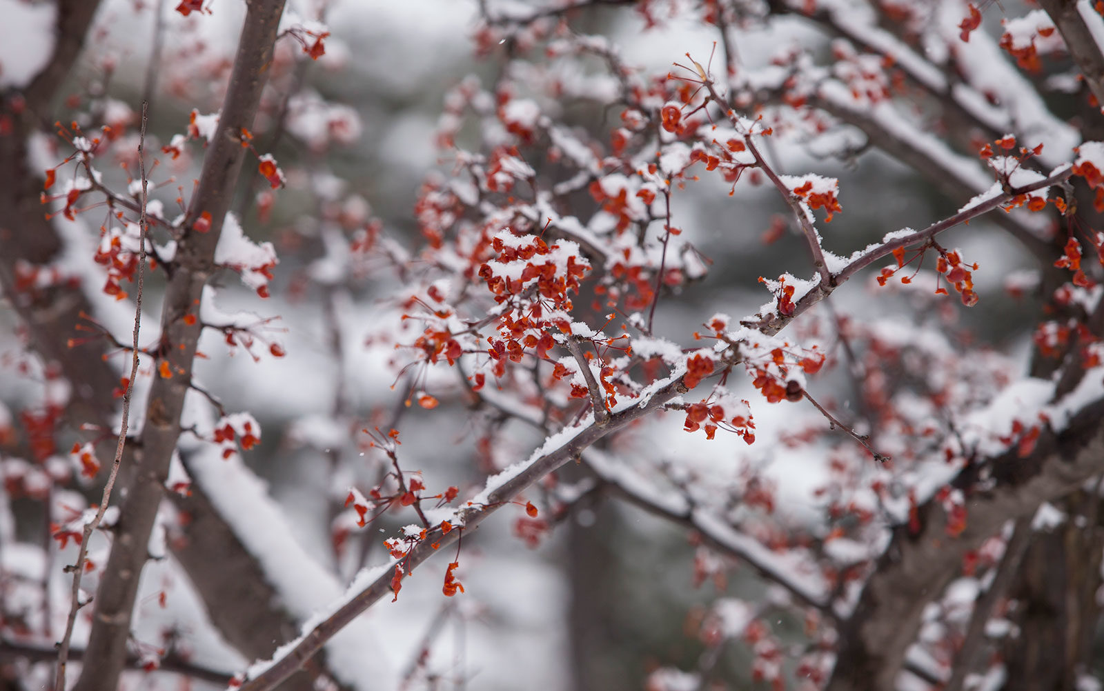 winter branches