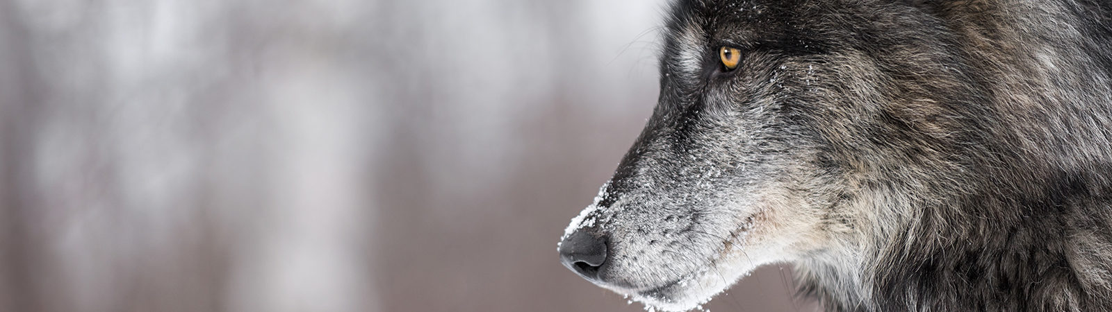 wolf in winter