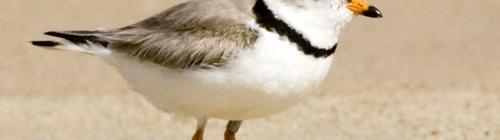 Piping Plover at the beach