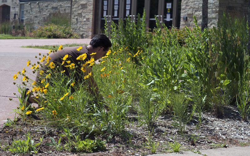 Northland College graduate Danny Simpson tends the pollinator garden