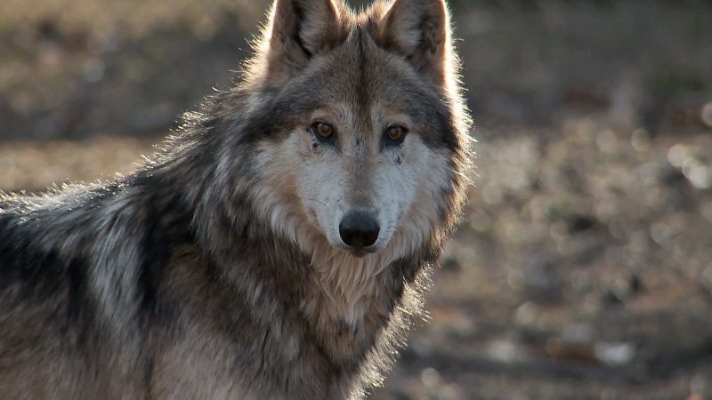 timber wolf alliance northland