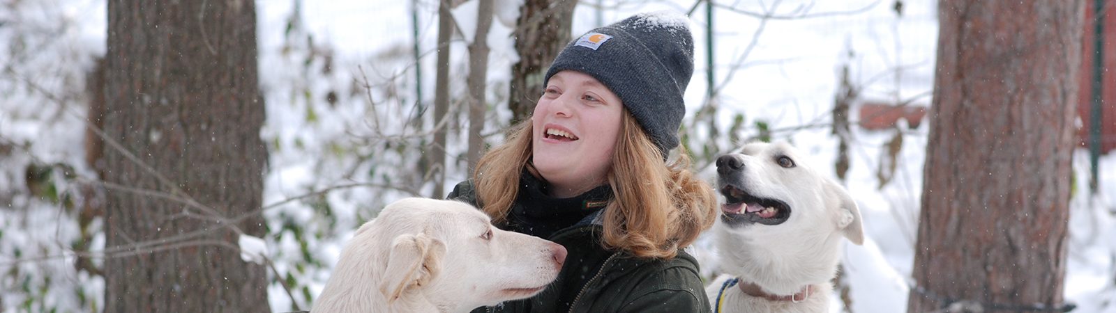 Northland College student Katie Tapper harnesses a sled dog.