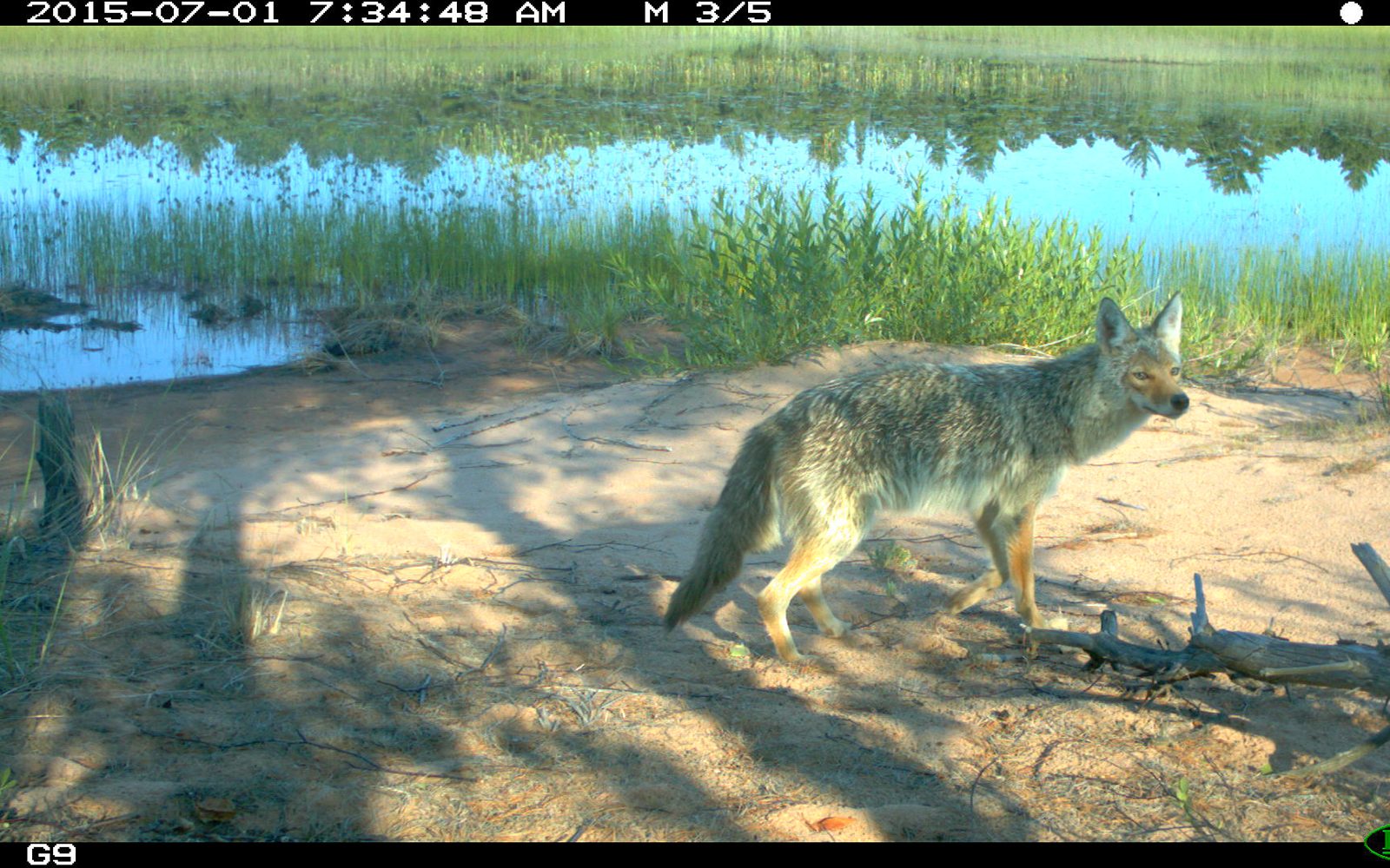 Coyote at Stockton Island caught on film with a camera trap