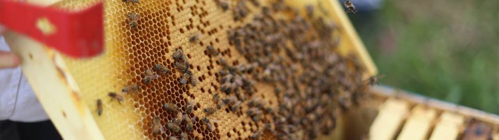 Lily Springs Farm Bees