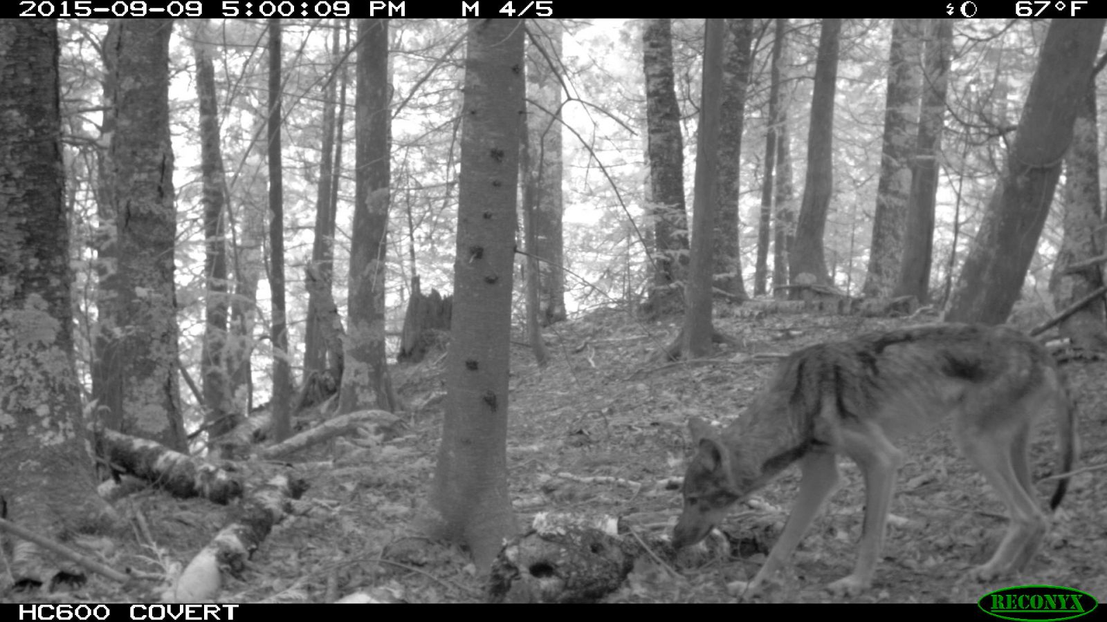 Wolf captured with camera trap on Apostle Islands.