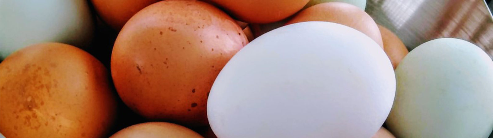 Local Eggs