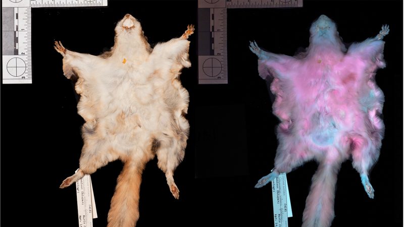 Two flying squirrel specimens