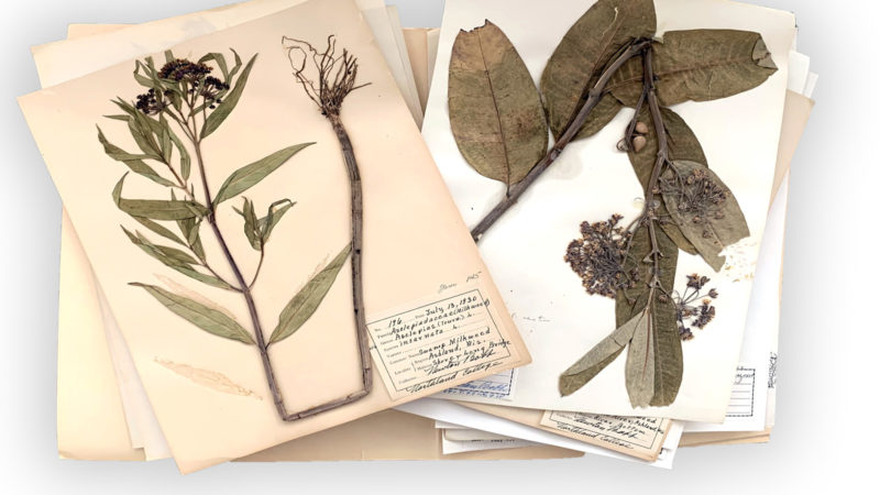 photo of Newton Bobb's plant specimens