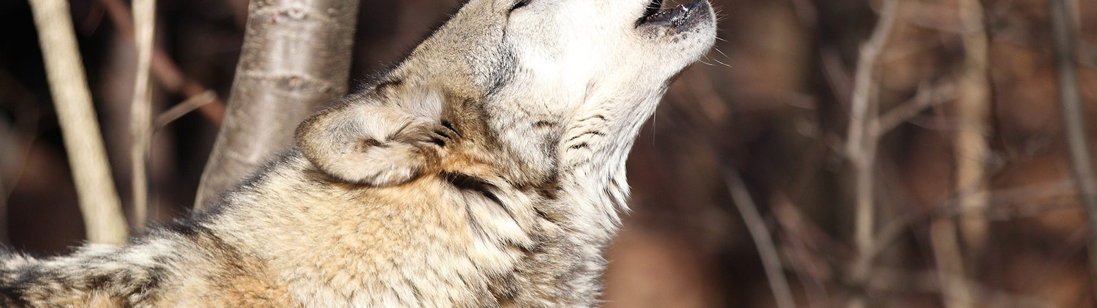 Timber Wolf Alliance wolf