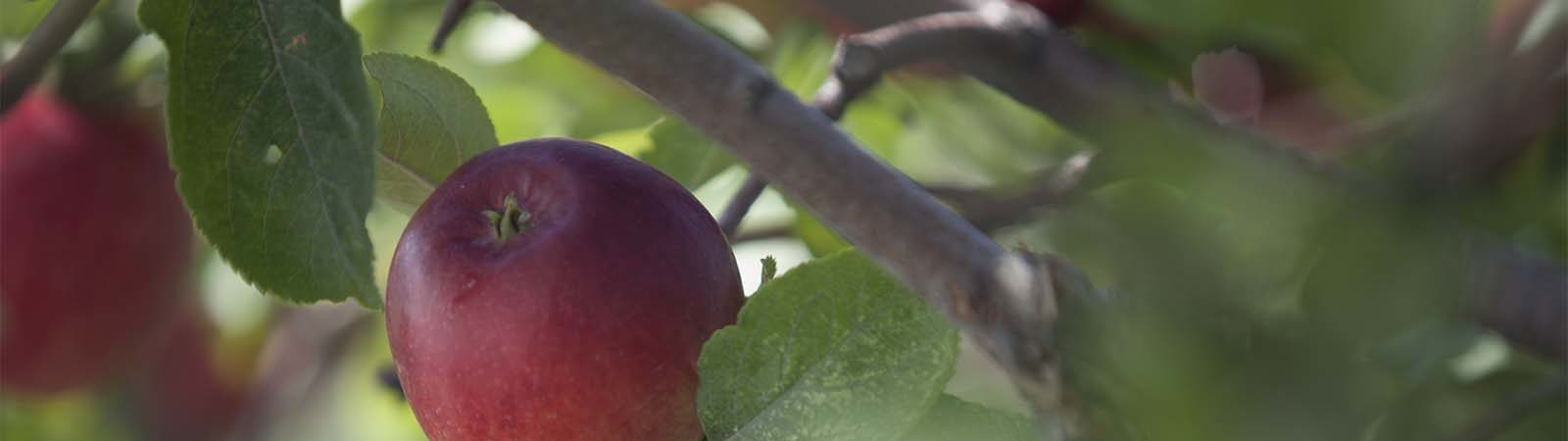 Apple Tree