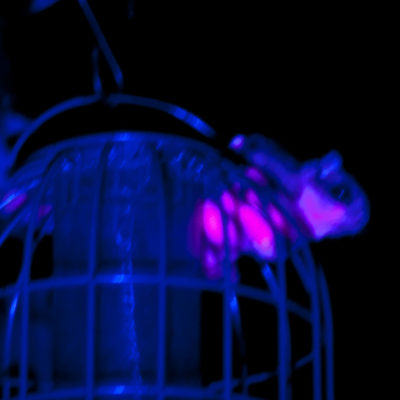 Flying squirrel at bird feeder fluorescing pink under UV light. Photo taken by Jon Martin, professor of forestry at Northland College.