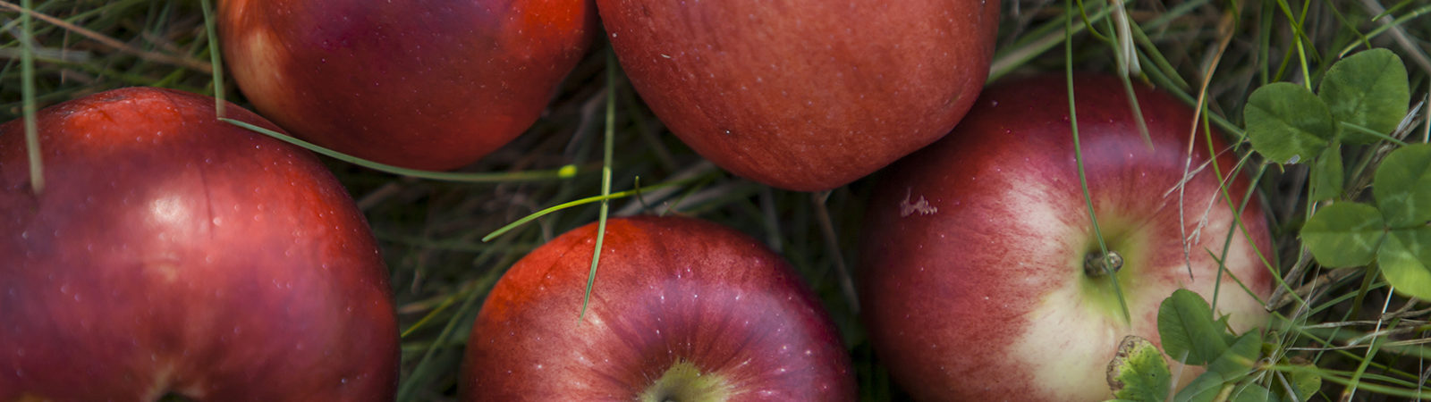 apples