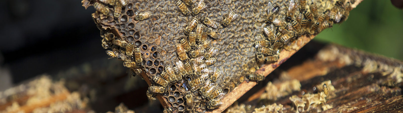 Bees