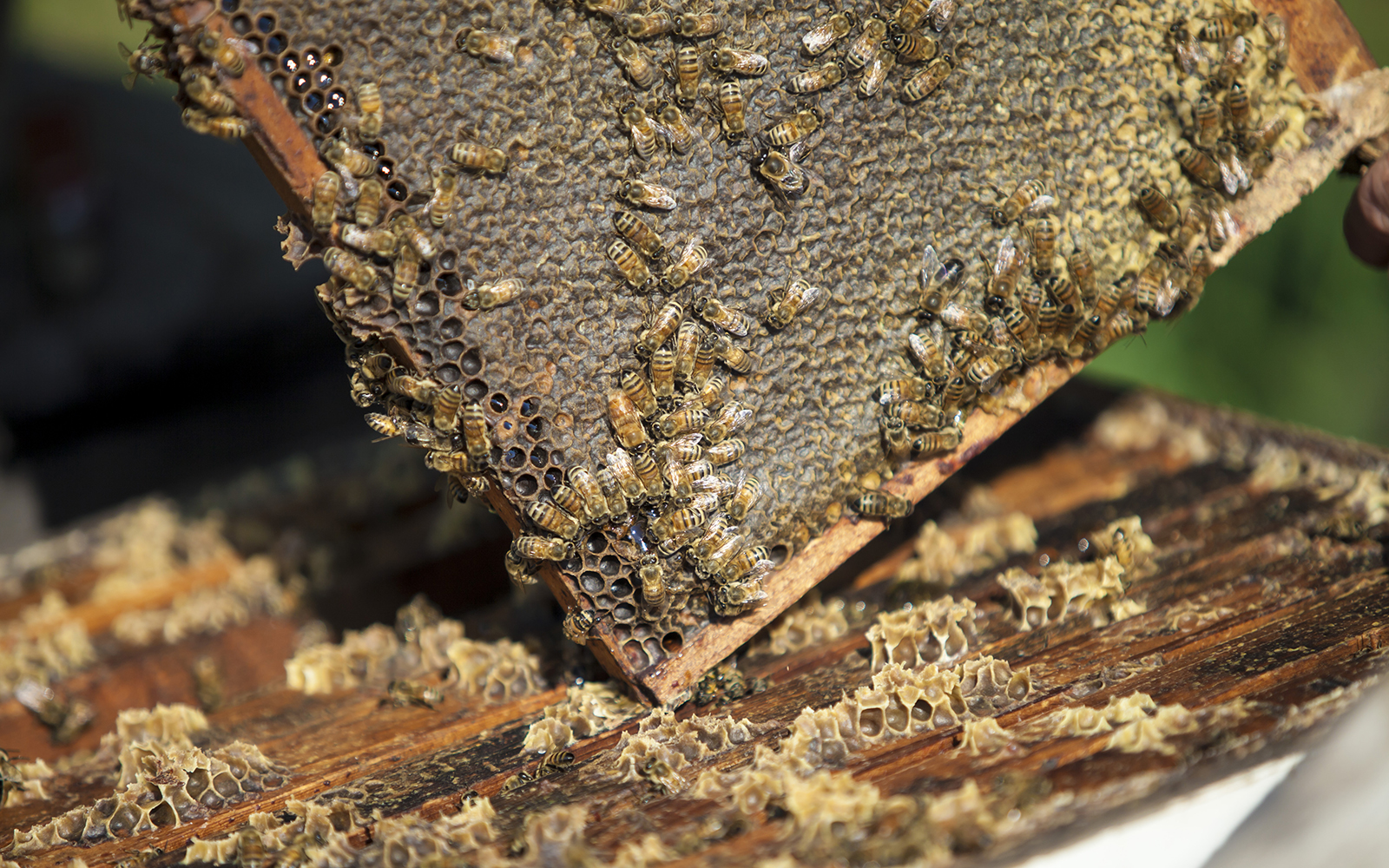 Bees