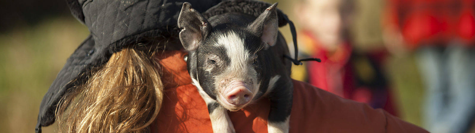 Pig riding on a human shoulder