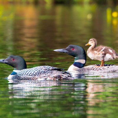 Linda Grenzer 2020 Loon Appreciation Photo Contest. Duck riding on loon's back.