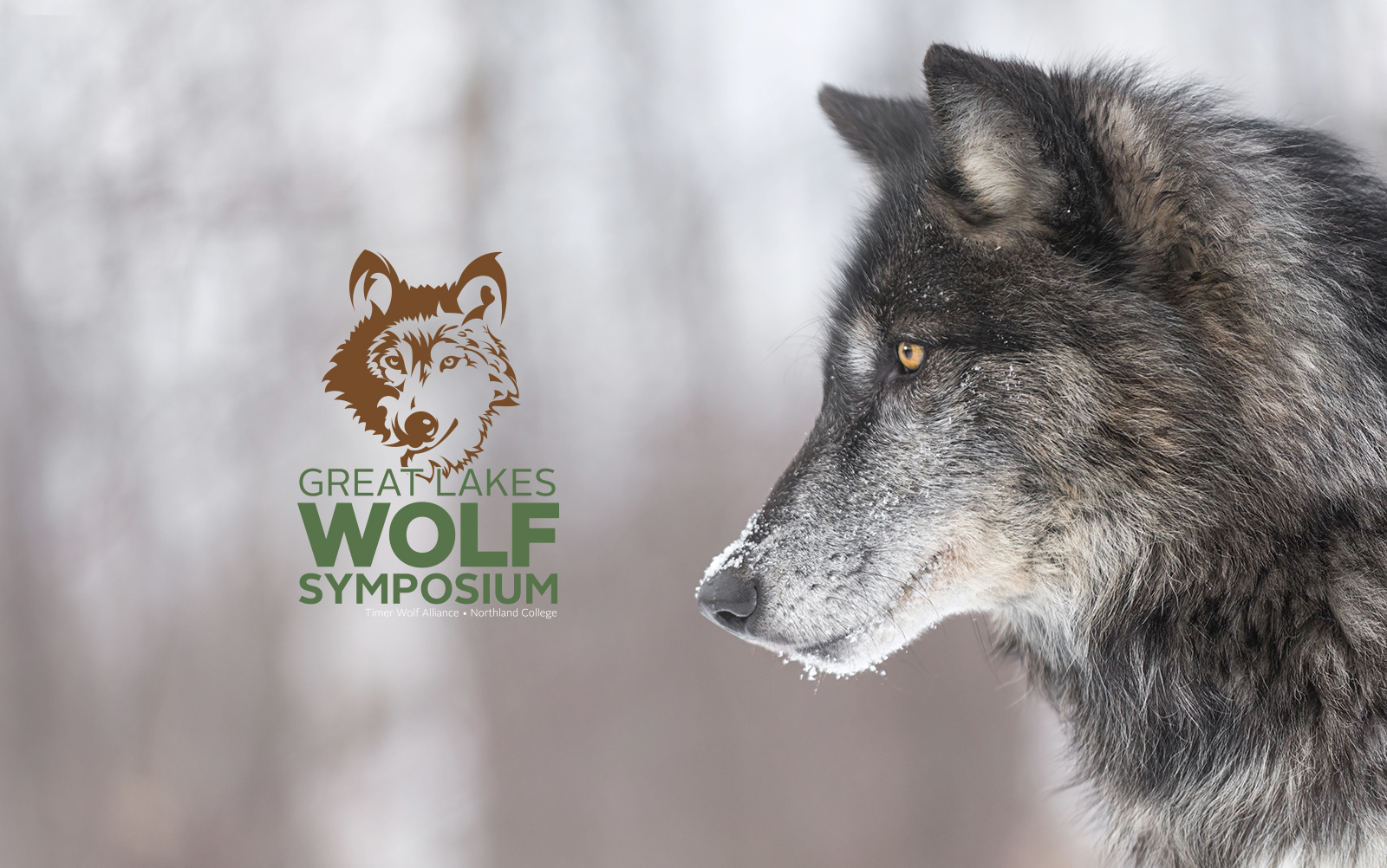 Wolf in winter with the Great Lakes Wolf Symposium logo