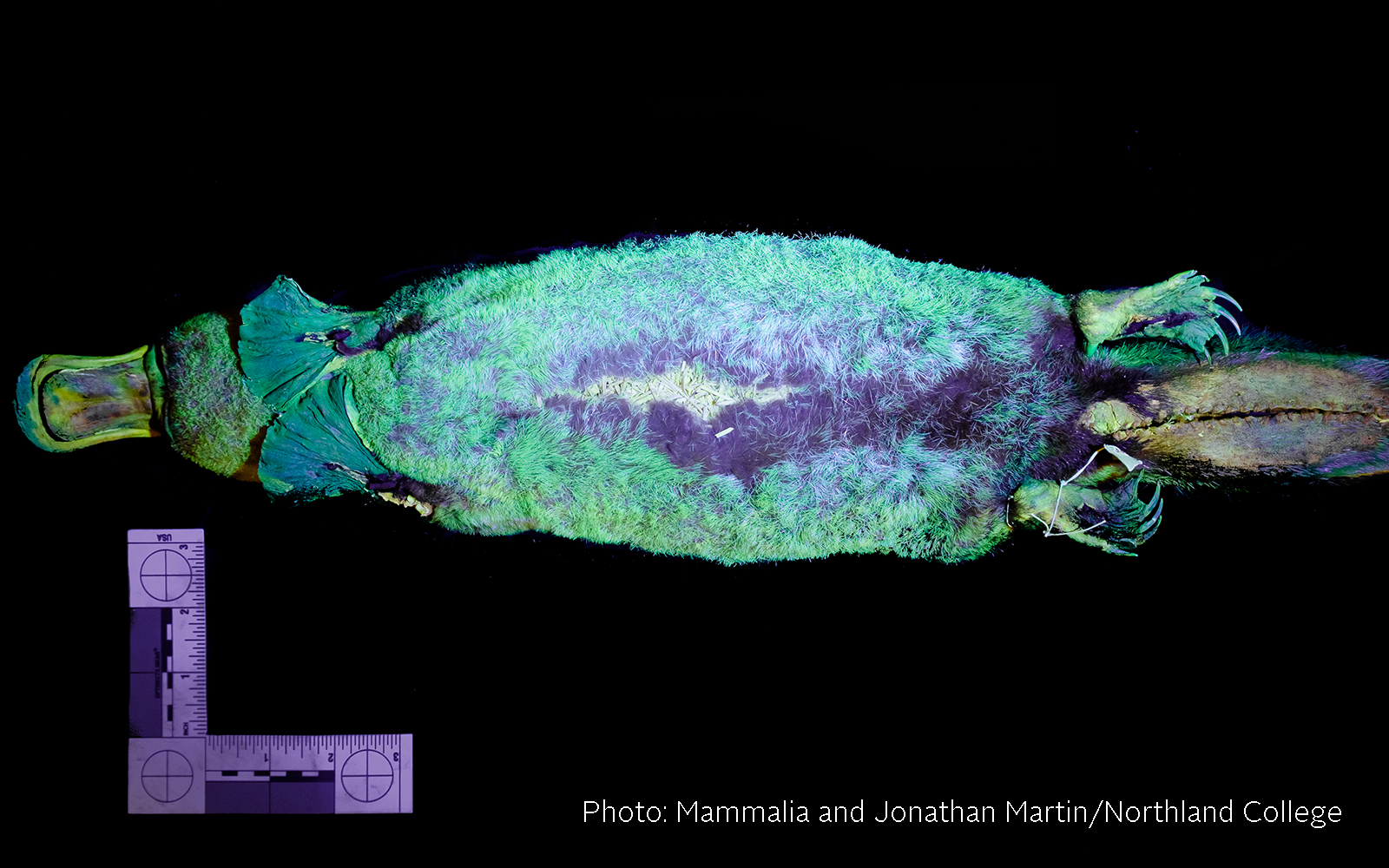 Platypuses Capture Worldwide Imagination Northland College