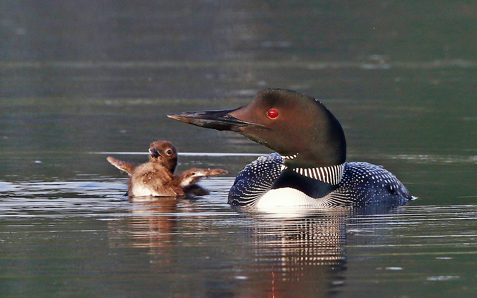 Loon Appreciation Week Poster Northland College Loon Appreciation Week Poster Northland College