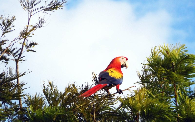 Macaw in the tree tops.