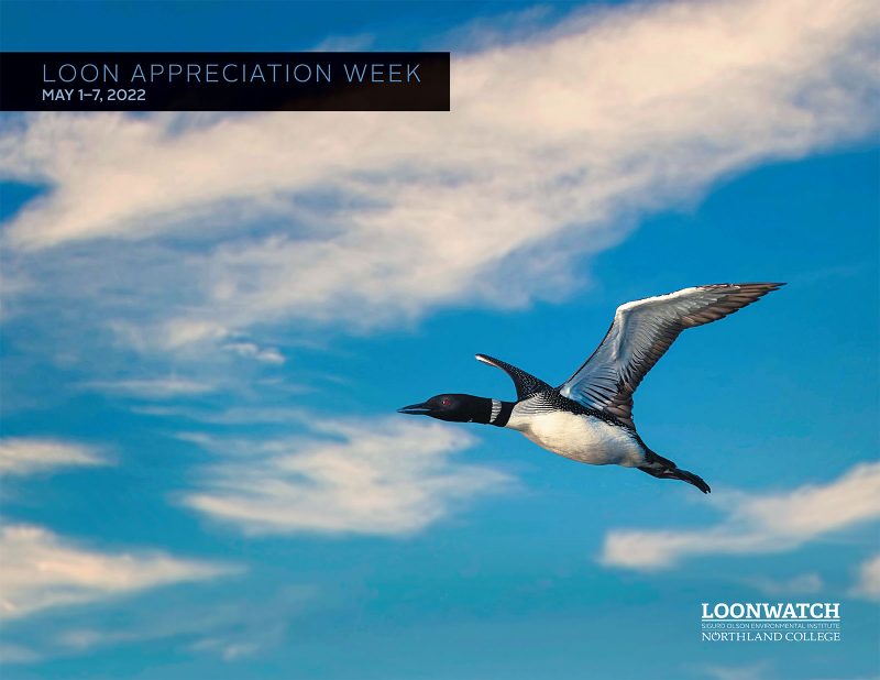 2022 Loon Appreciation Week Poster - photo by Paul Ostrum