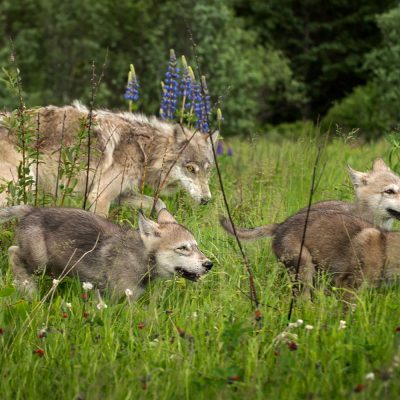 Grey wolf pups play in a meadow