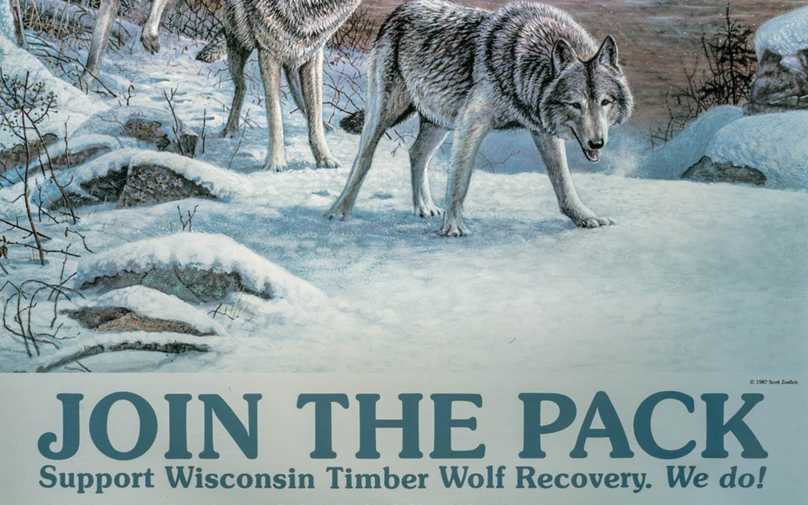 Timber Wolf