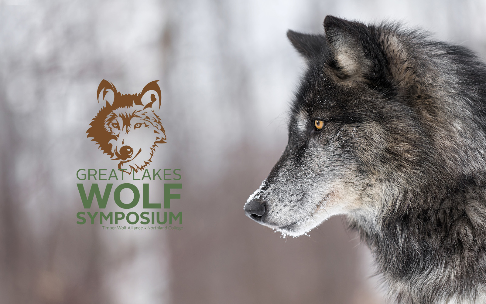 Wolf in winter with the Great Lakes Wolf Symposium logo